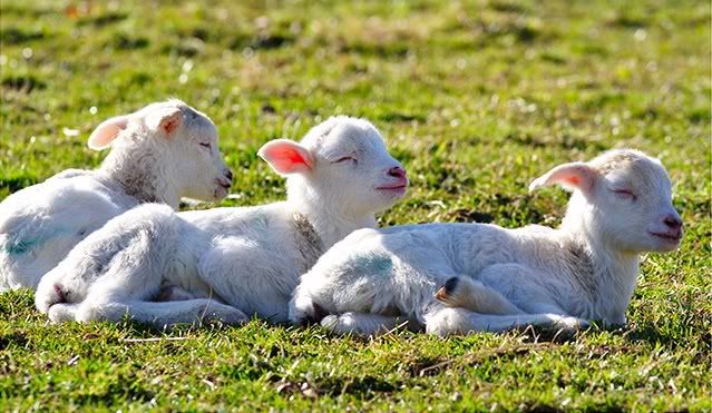 [Image: sleepy05.jpg]