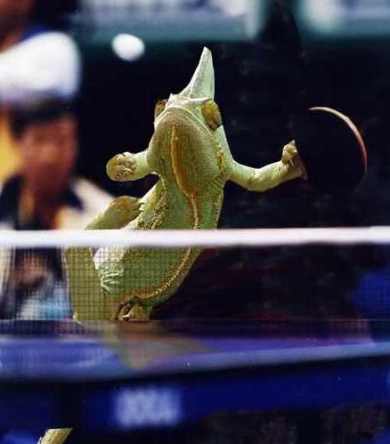 What If Animals Perform in Olympics ?