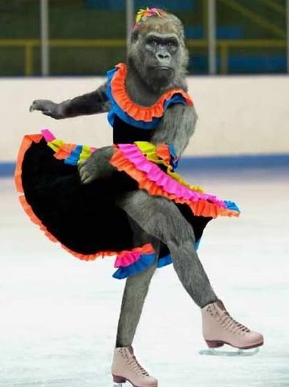 What If Animals Perform in Olympics ?