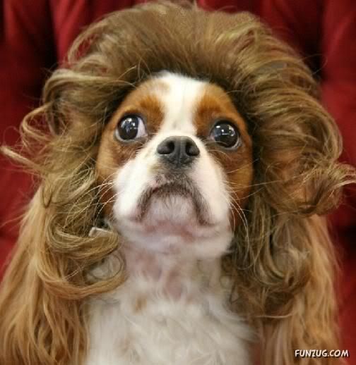 animals with wigs