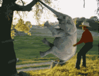 Funny Animated Pictures
