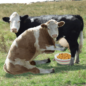 Funny Animated Pictures