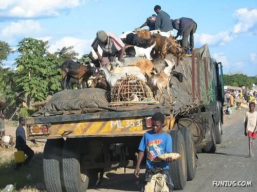 This is How People Transport Animals
