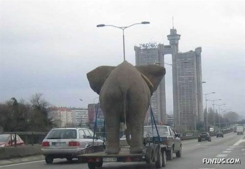 This is How People Transport Animals