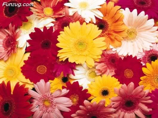 Flowers to Make You Feel Fresh