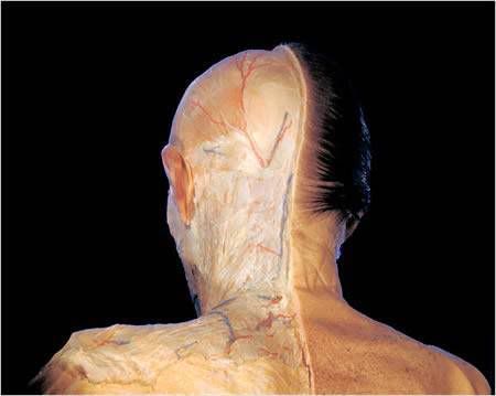 The Human Body - A Dissection (Not for Weak Hearted People)