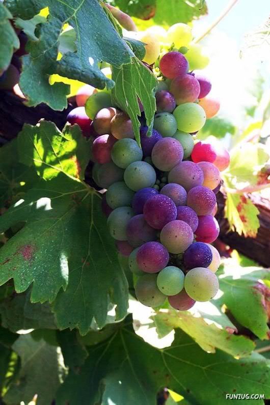 Sweet Grapes from Around The World