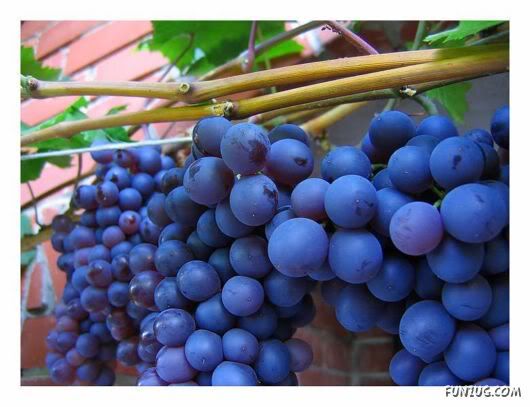 Sweet Grapes from Around The World