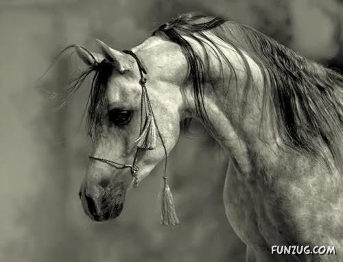 Charming Arabian Horses