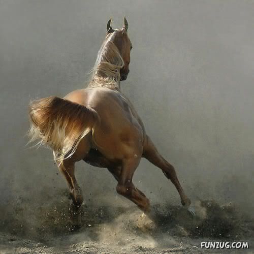 Charming Arabian Horses