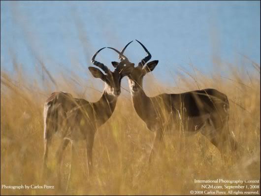 Best International Photography Contest Awards