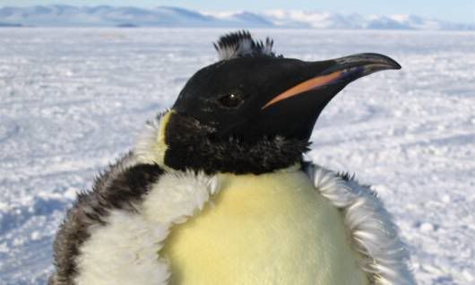 Most BeautifuL Scenes from Antarctica