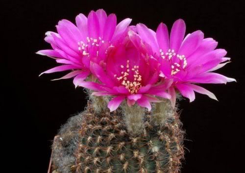 Watch the Beauty of Cactus Flowers