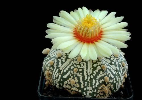 Watch the Beauty of Cactus Flowers