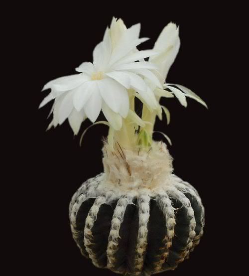 Watch the Beauty of Cactus Flowers