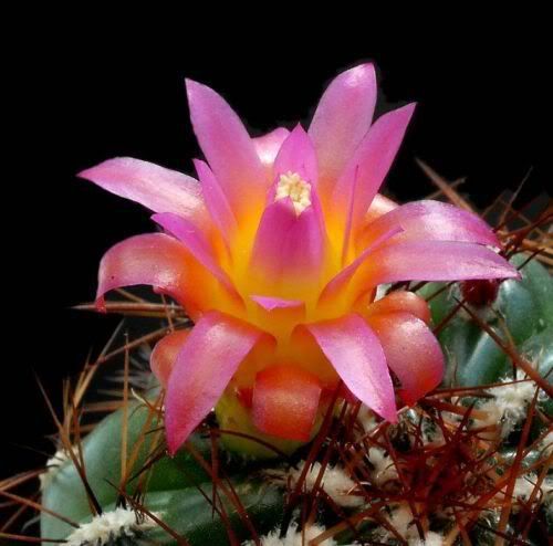 Watch the Beauty of Cactus Flowers