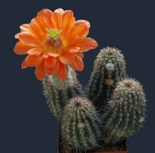 Watch the Beauty of Cactus Flowers