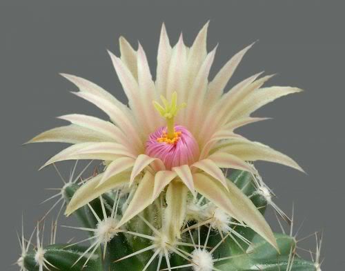 Watch the Beauty of Cactus Flowers