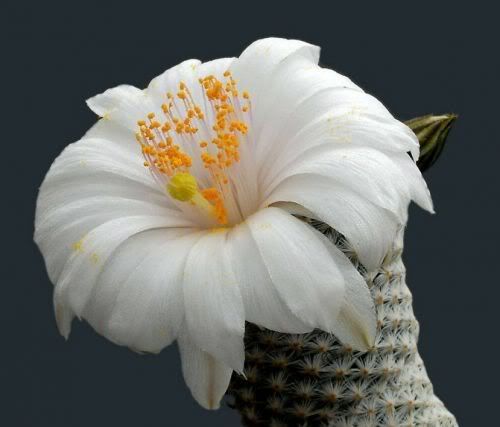 Watch the Beauty of Cactus Flowers