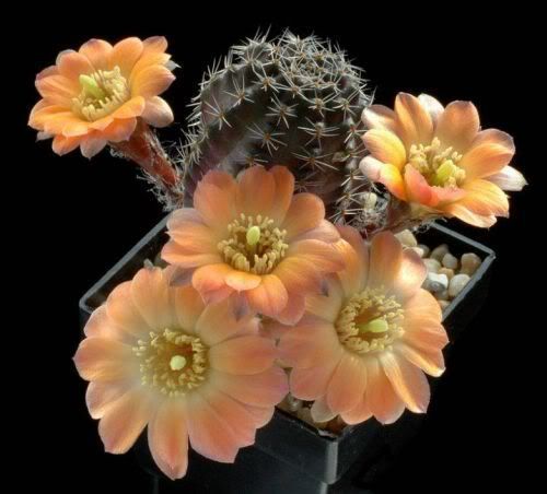 Watch the Beauty of Cactus Flowers