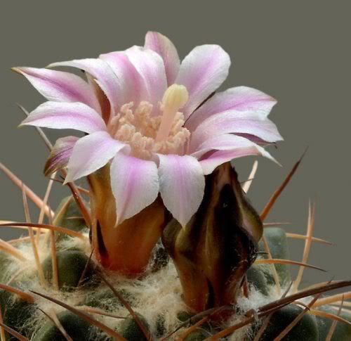 Watch the Beauty of Cactus Flowers