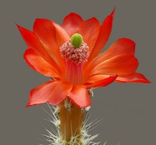 Watch the Beauty of Cactus Flowers