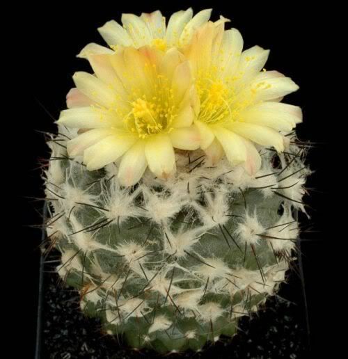 Watch the Beauty of Cactus Flowers