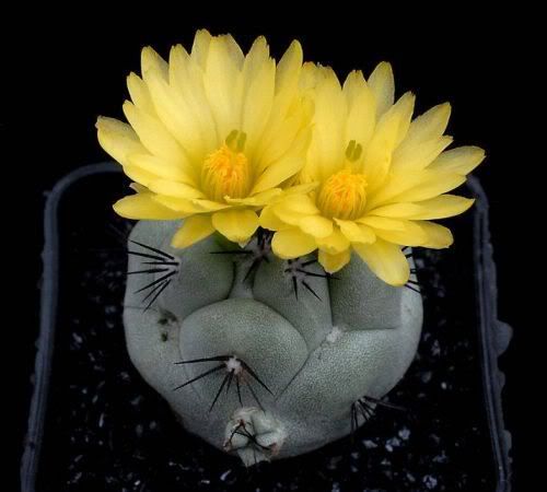 Watch the Beauty of Cactus Flowers