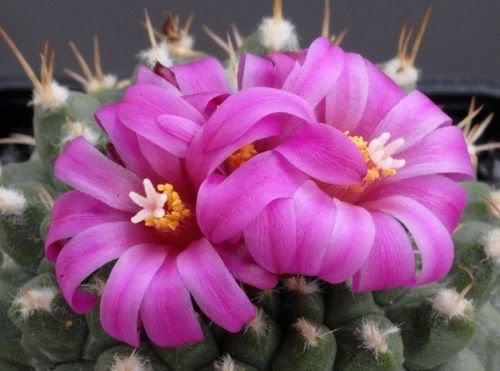 Watch the Beauty of Cactus Flowers