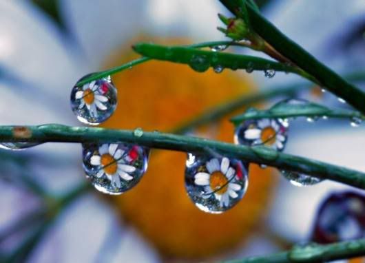 Beautiful Drops of Dew on Plants