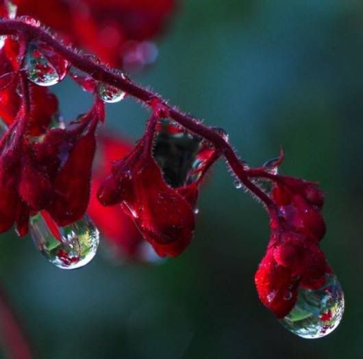 Beautiful Drops of Dew on Plants