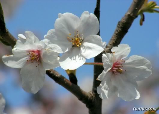 Blossoms of Hiroshima and Nagasaki