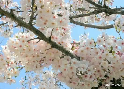 Blossoms of Hiroshima and Nagasaki