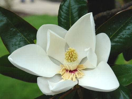 BeautifuL Magnolia Flower Tree
