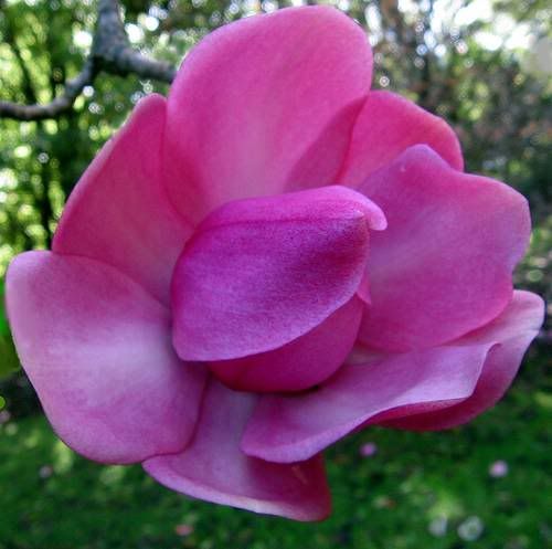 magnolia_flower_03.jpg image by glamgalz