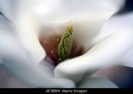 BeautifuL Magnolia Flower Tree