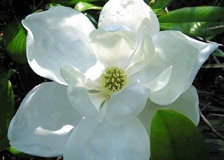 magnolia tree types. The magnolia flower can be 8