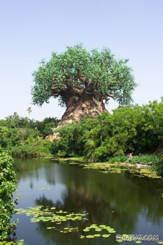 Mysterious Tree in Nalgonda