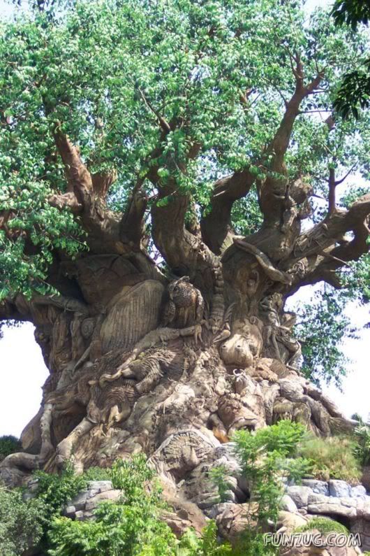 Mysterious Tree in Nalgonda