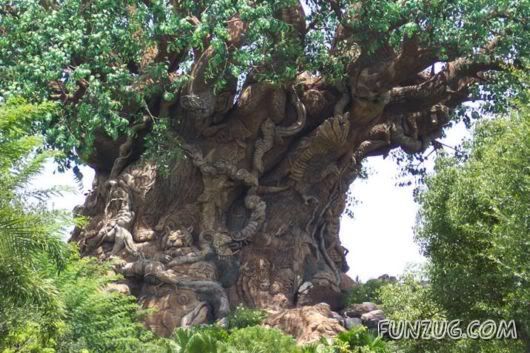 Mysterious Tree in Nalgonda