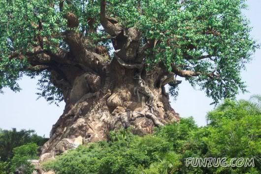 Mysterious Tree in Nalgonda
