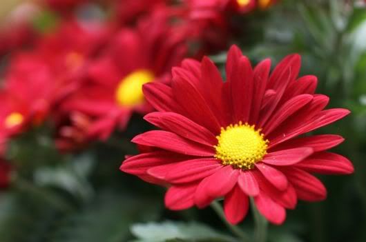 Amazing Beauty of Red Poppy Flowers