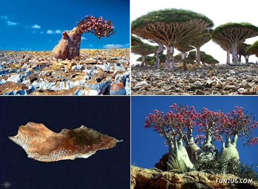 Socotra Island is The Most Bizzare Place on Earth