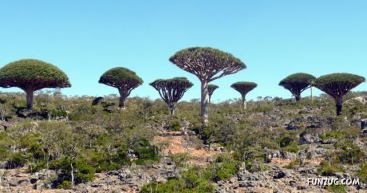 Socotra Island is The Most Bizzare Place on Earth