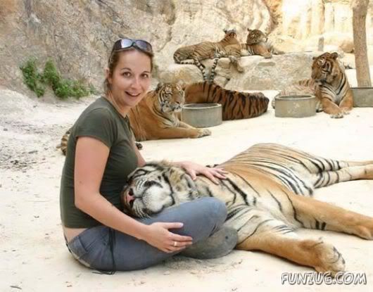 A Paradise for Tiger Lovers