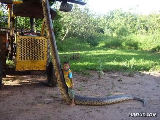 largest anaconda in world. largest anaconda in world.