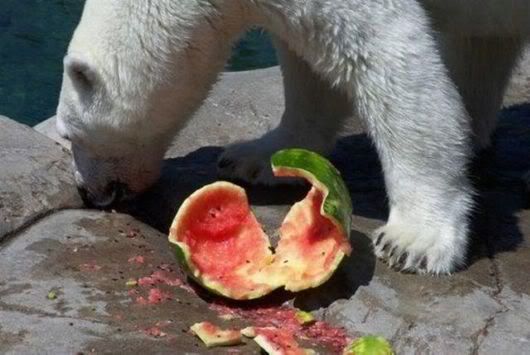 Cute Bear Having Water Melon
