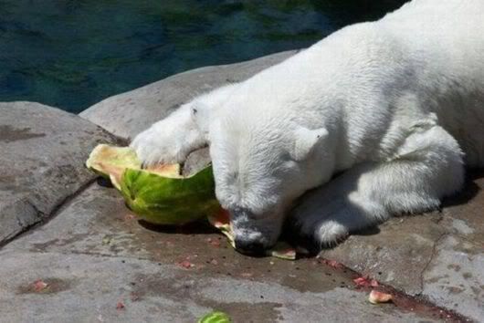 Cute Bear Having Water Melon