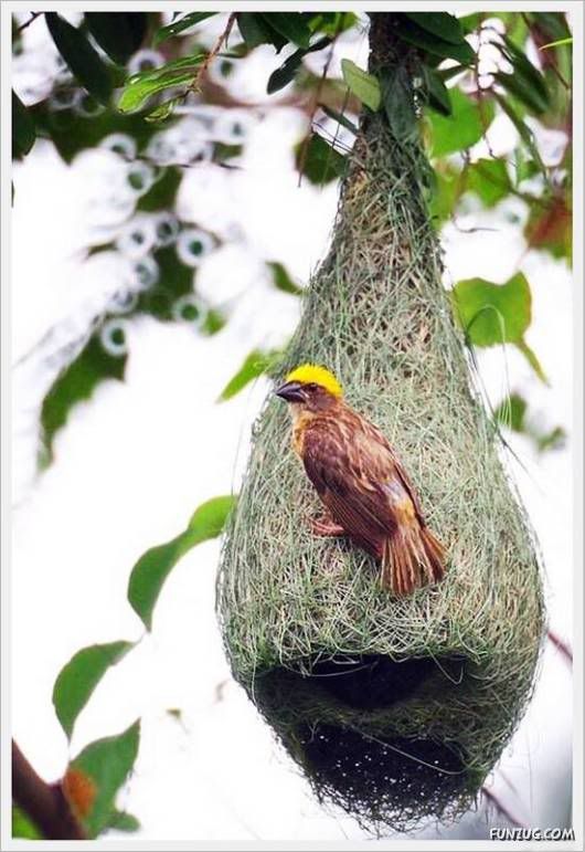 The Art of Making Bird Nests