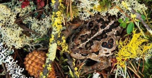 Animals with Camouflage Abilities